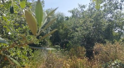 Terrain à Chãos de 1 560 m²