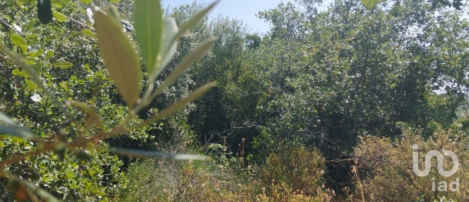 Terreno em Chãos de 1 560 m²