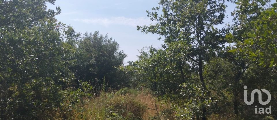 Terreno em Chãos de 1 560 m²