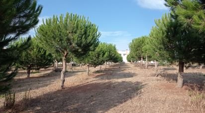 Terrain à bâtir à Cadaval e Pêro Moniz de 10 000 m²