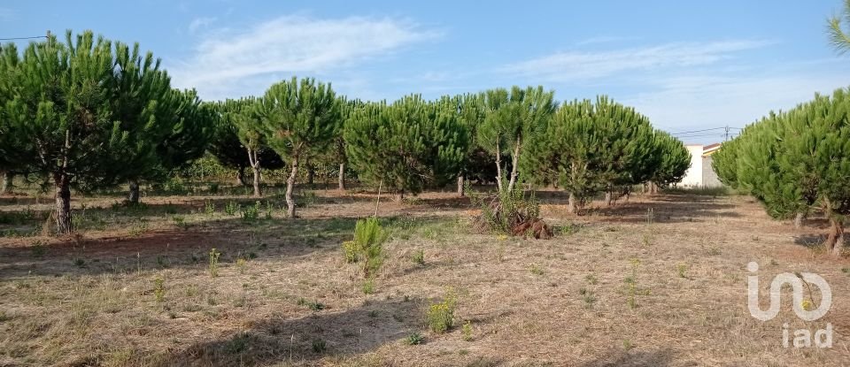 Terrain à bâtir à Cadaval e Pêro Moniz de 10 000 m²