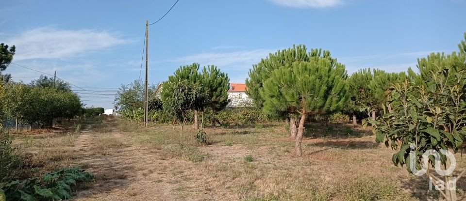 Terrain à bâtir à Cadaval e Pêro Moniz de 10 000 m²