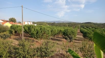 Terrain à bâtir à Cadaval e Pêro Moniz de 10 000 m²