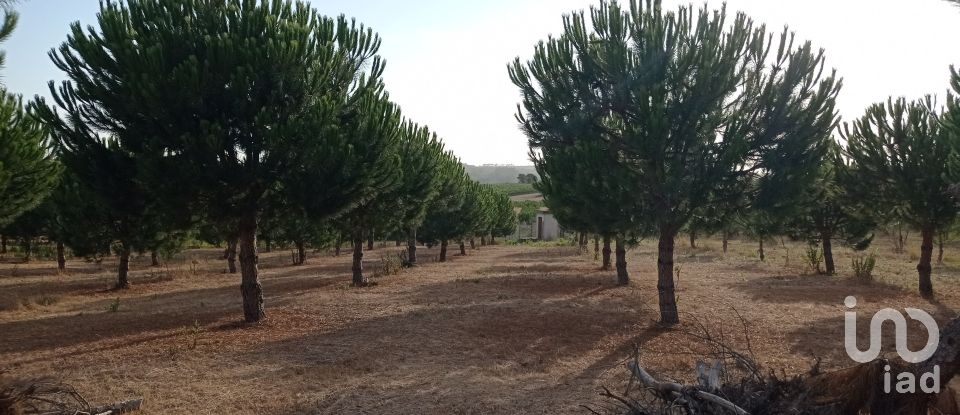 Terrain à bâtir à Cadaval e Pêro Moniz de 10 000 m²