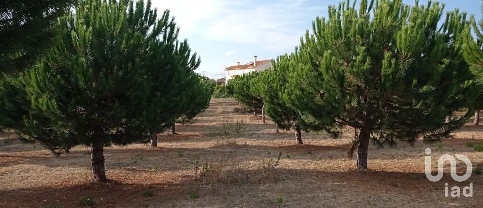 Terrain à bâtir à Cadaval e Pêro Moniz de 10 000 m²