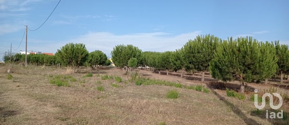 Terrain à bâtir à Cadaval e Pêro Moniz de 10 000 m²