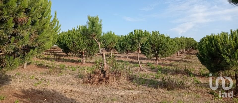 Terrain à bâtir à Cadaval e Pêro Moniz de 10 000 m²
