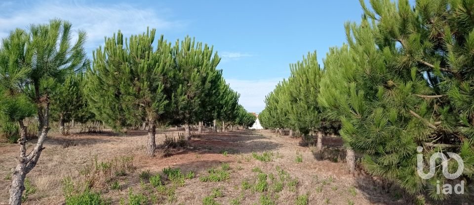 Terrain à bâtir à Cadaval e Pêro Moniz de 10 000 m²