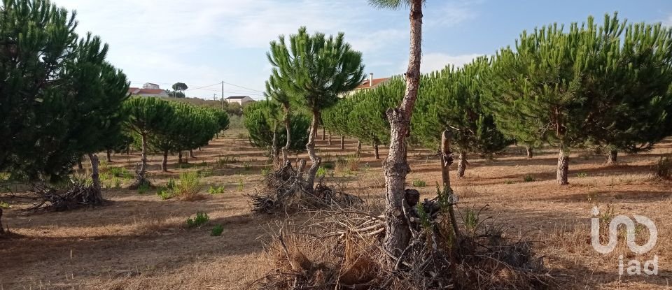 Terrain à bâtir à Cadaval e Pêro Moniz de 10 000 m²