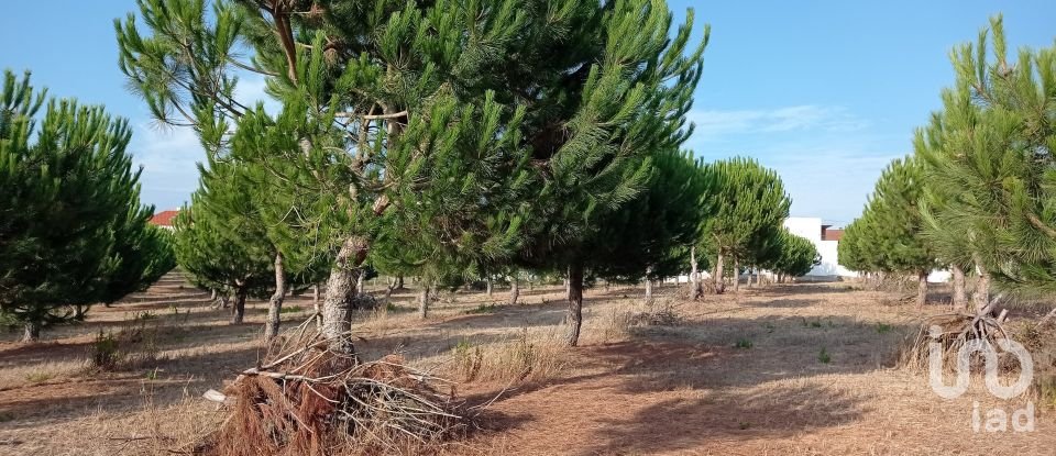 Terrain à bâtir à Cadaval e Pêro Moniz de 10 000 m²