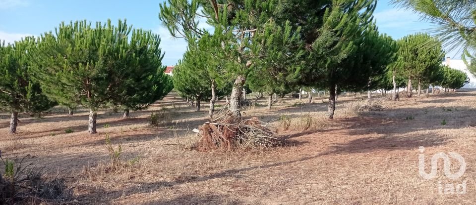 Terrain à bâtir à Cadaval e Pêro Moniz de 10 000 m²