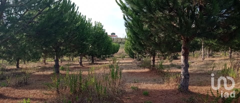 Terrain à bâtir à Cadaval e Pêro Moniz de 10 000 m²