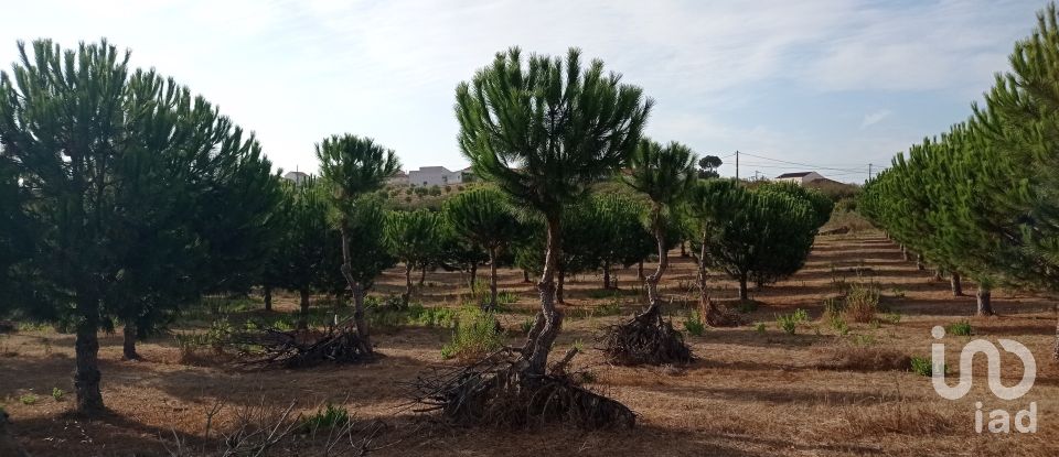 Terrain à bâtir à Cadaval e Pêro Moniz de 10 000 m²