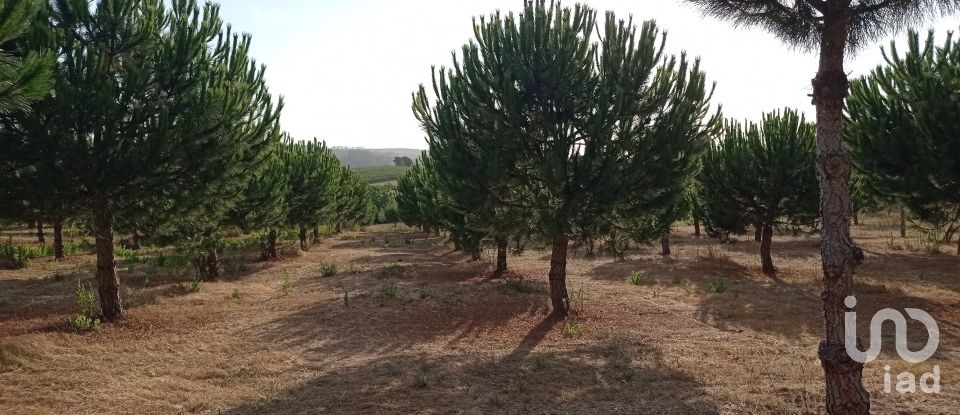 Terrain à bâtir à Cadaval e Pêro Moniz de 10 000 m²