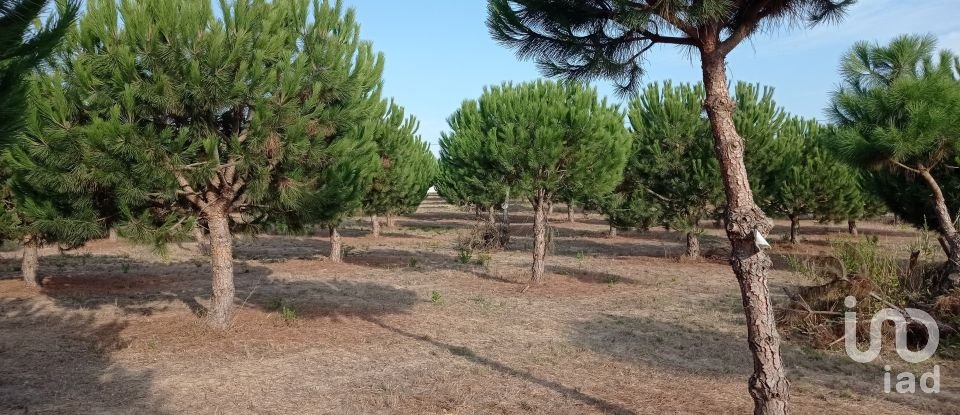 Terrain à bâtir à Cadaval e Pêro Moniz de 10 000 m²