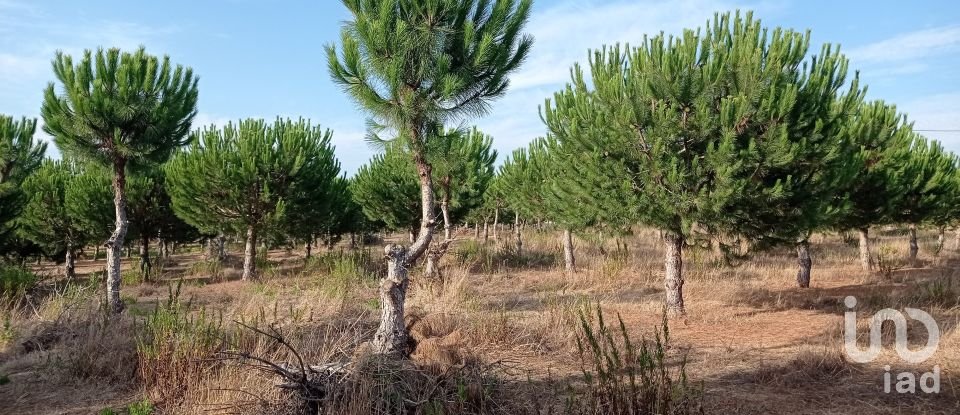 Terrain à bâtir à Cadaval e Pêro Moniz de 10 000 m²