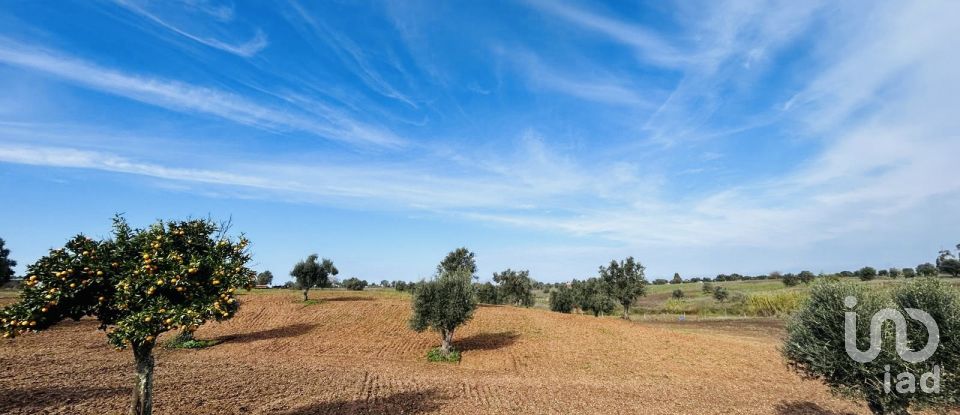 Terreno em Ferreira do Alentejo e Canhestros de 36 000 m²