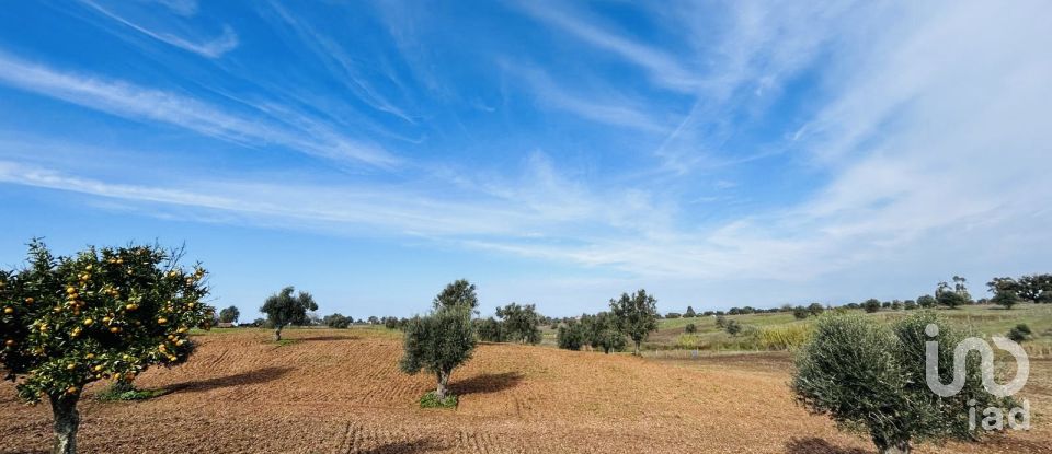 Terreno em Ferreira do Alentejo e Canhestros de 36 000 m²