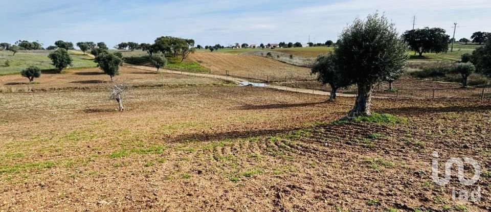Terreno em Ferreira do Alentejo e Canhestros de 36 000 m²