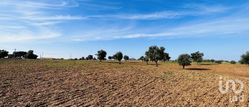 Terreno em Ferreira do Alentejo e Canhestros de 36 000 m²