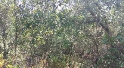 Terrain à Chãos de 1 760 m²