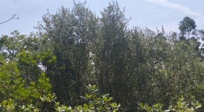 Terrain à Chãos de 1 760 m²