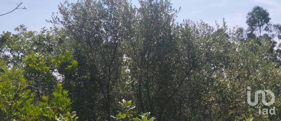 Terreno em Chãos de 1 760 m²