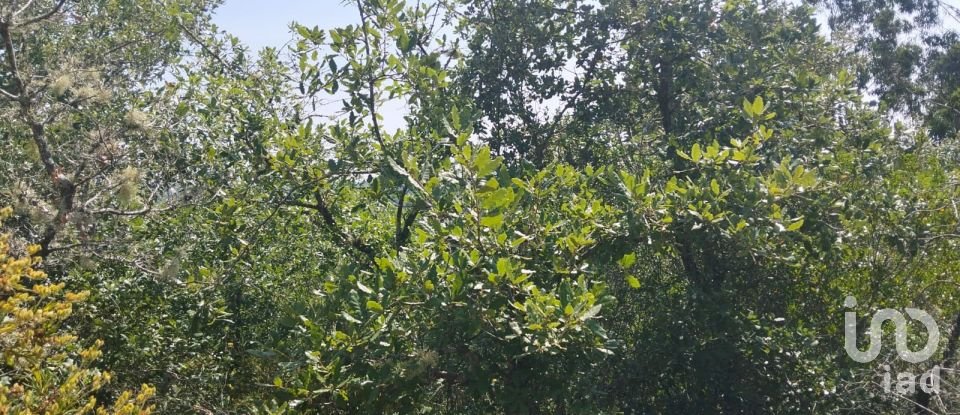 Terreno em Chãos de 1 760 m²