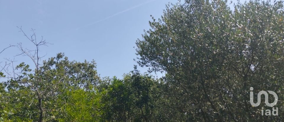 Terreno em Chãos de 1 760 m²