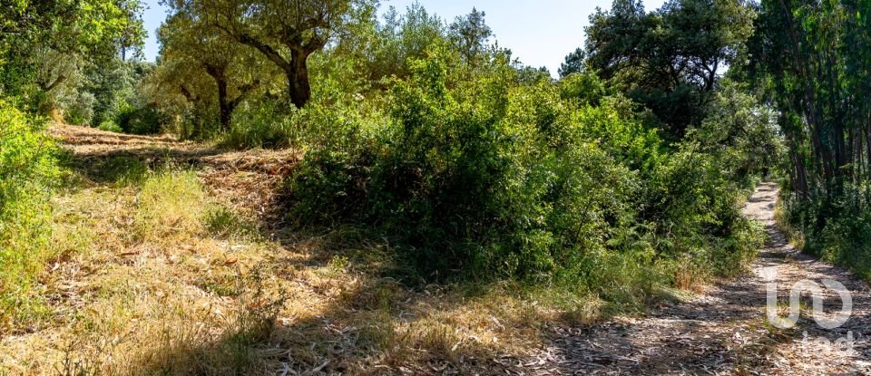 Terreno em Além da Ribeira e Pedreira de 4 480 m²