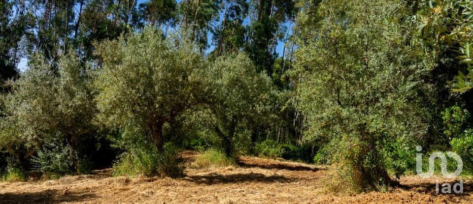 Terreno em Além da Ribeira e Pedreira de 4 480 m²