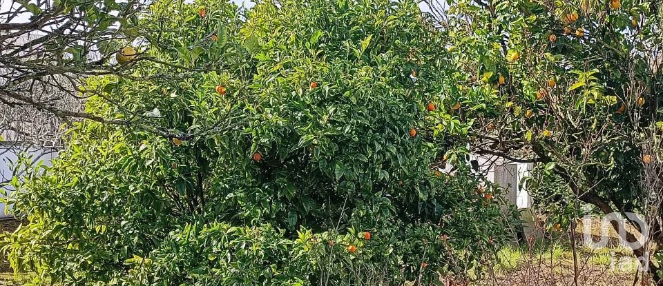 Moradia T3 em Miragaia e Marteleira de 382 m²