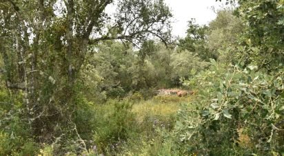 Land in Chãos of 4,120 m²