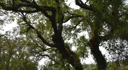 Terrain à Chãos de 4 120 m²