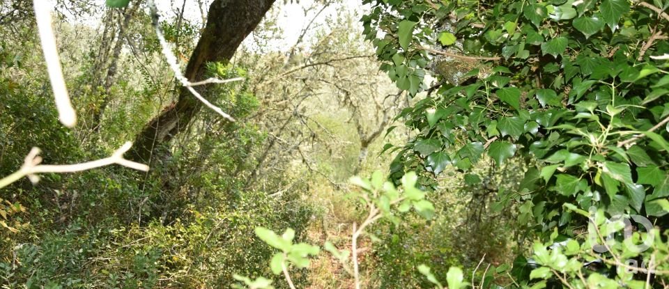 Land in Chãos of 4,120 m²