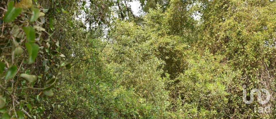 Land in Chãos of 4,120 m²