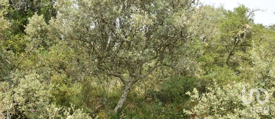 Land in Chãos of 4,120 m²