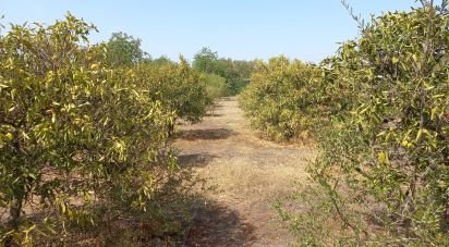 Land in Loulé (São Sebastião) of 2,663 m²