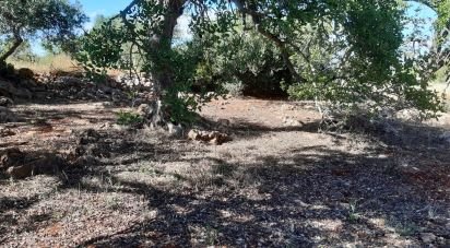 Farm land in Alte of 6,870 m²