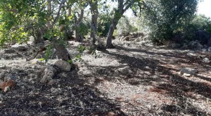 Farm land in Alte of 6,870 m²