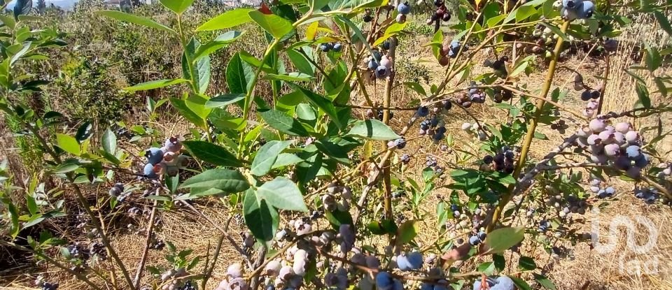 Land in Orjais of 13,681 m²