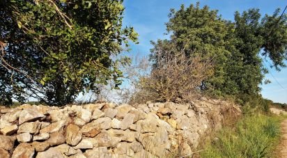 Terrain agricole à São Bartolomeu de Messines de 12 800 m²