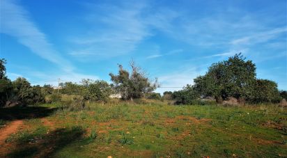 Terrain agricole à São Bartolomeu de Messines de 12 800 m²