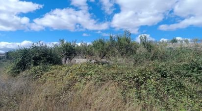 Terrain agricole à Azinhoso de 2 874 m²