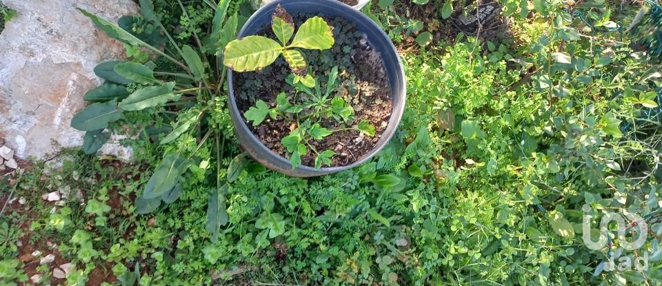 Terreno em Loulé (São Clemente) de 9 500 m²