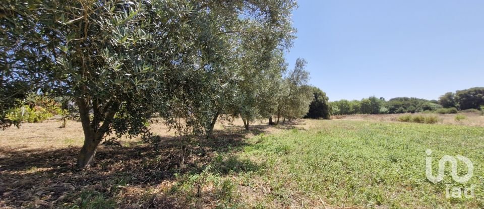 Terreno urbano em Alcoentre de 3 695 m²