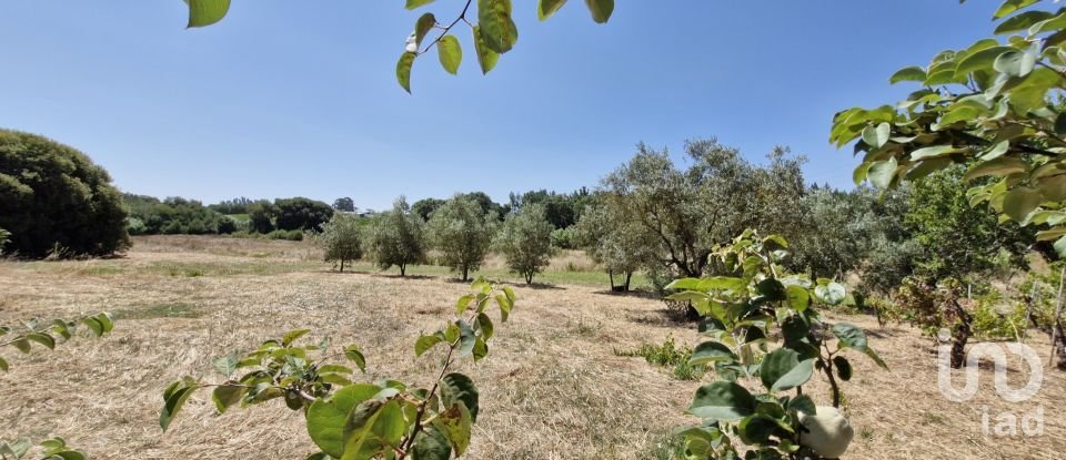 Terreno urbano em Alcoentre de 3 695 m²