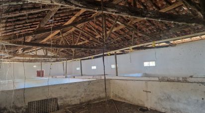 Maison T0 à Golpilheira de 3 294 m²