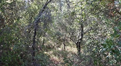 Land in Areias e Pias of 7,520 m²