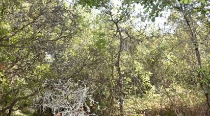 Land in Areias e Pias of 7,520 m²